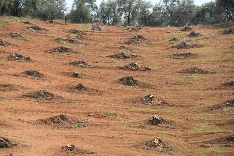 The soil surface topography show in olive plantantion show high erosion rates