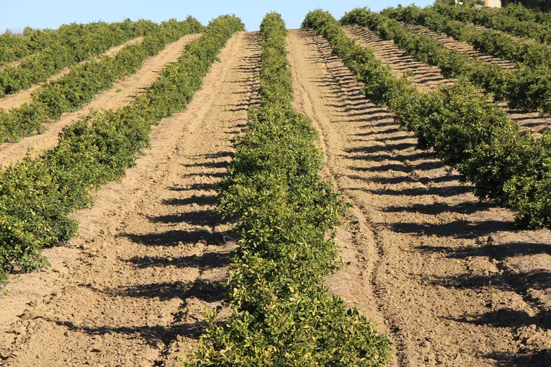 Orange plantation in Andalusia increase erosion rates