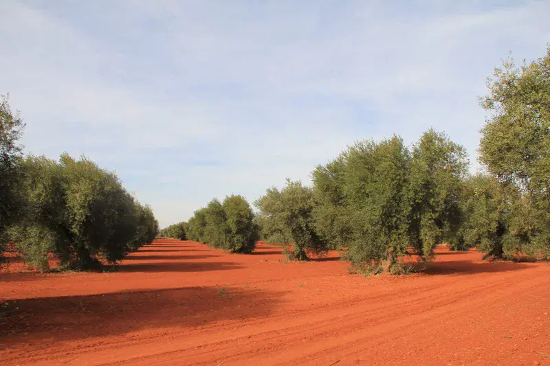 Olive on red soil in Andalusia