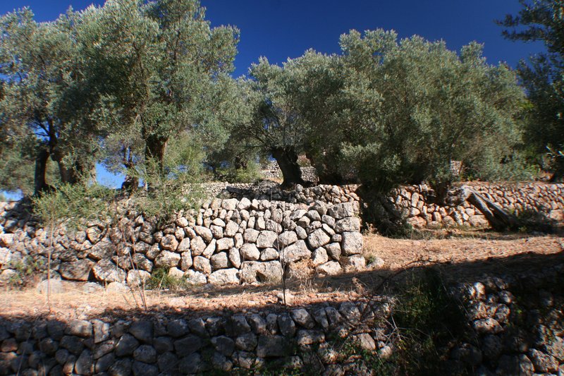 Drystone walls for soil conservation (1)