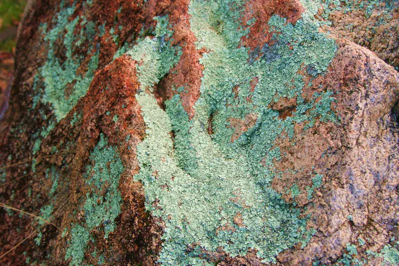 Lichens covering red rock (Australia)