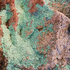 Lichens covering red rock (Australia)