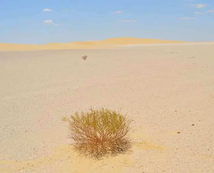 Desert vegetation