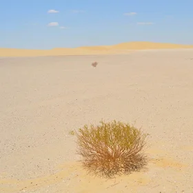 Desert vegetation