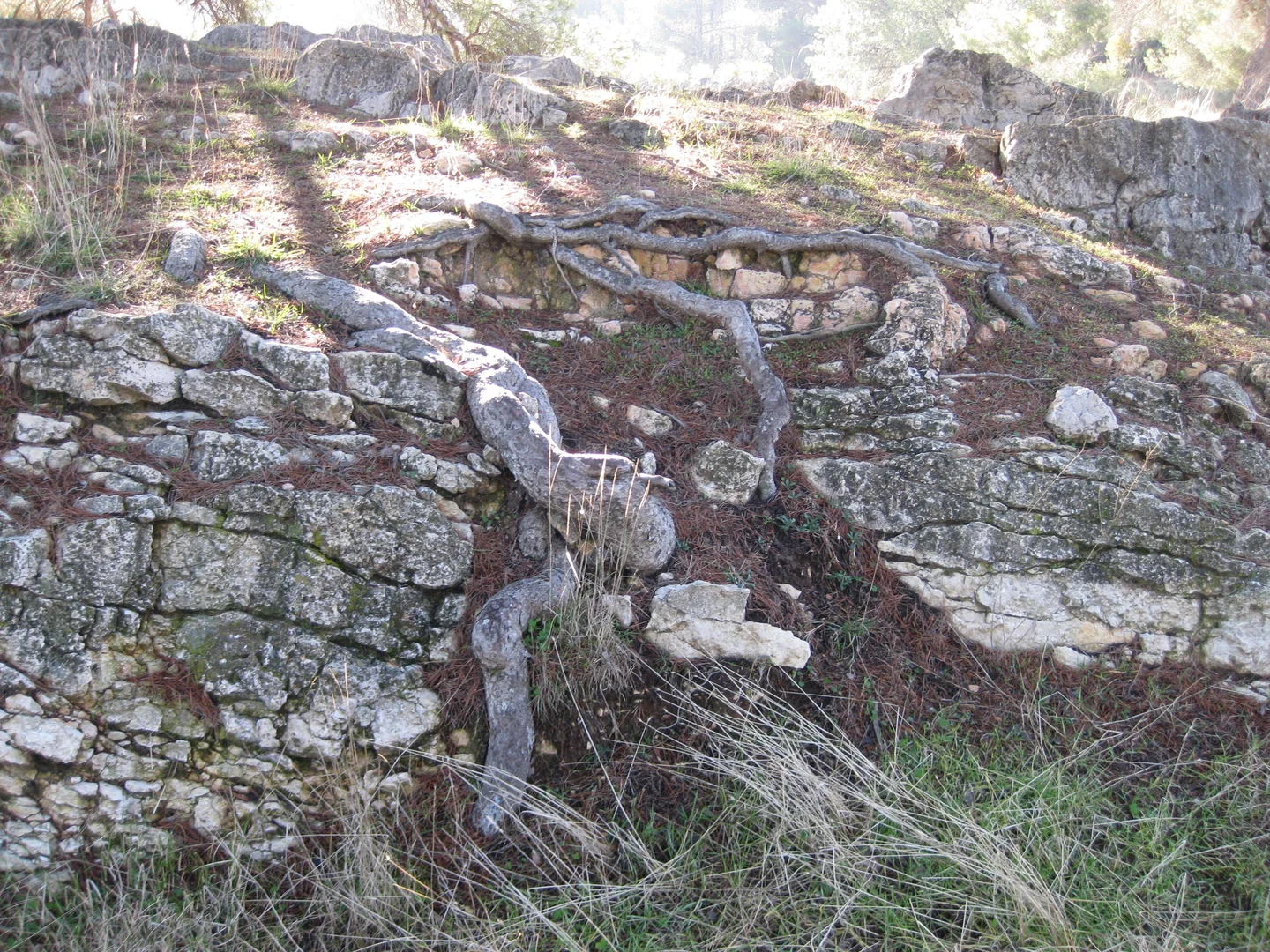 Root penetration (Bio-physical weathering)