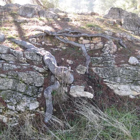 Root penetration (Bio-physical weathering)