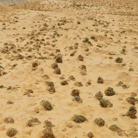 Calcareous saline sodic soil