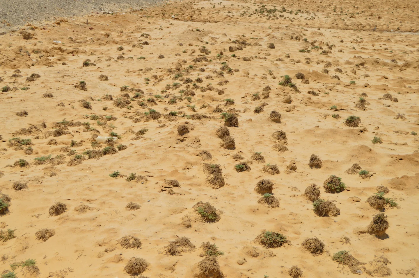 Calcareous saline sodic soil
