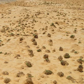 Calcareous saline sodic soil