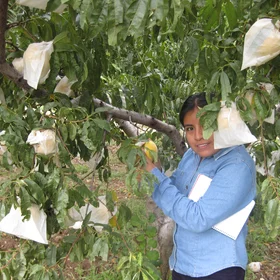 Calanda peach grown on fluvial soil