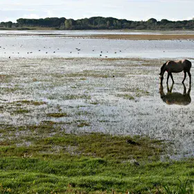 Salt marsh in El Rocío (Huelva, SW Spain)