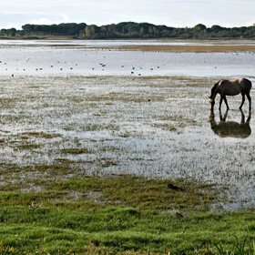 Salt marsh in El Rocío (Huelva, SW Spain)