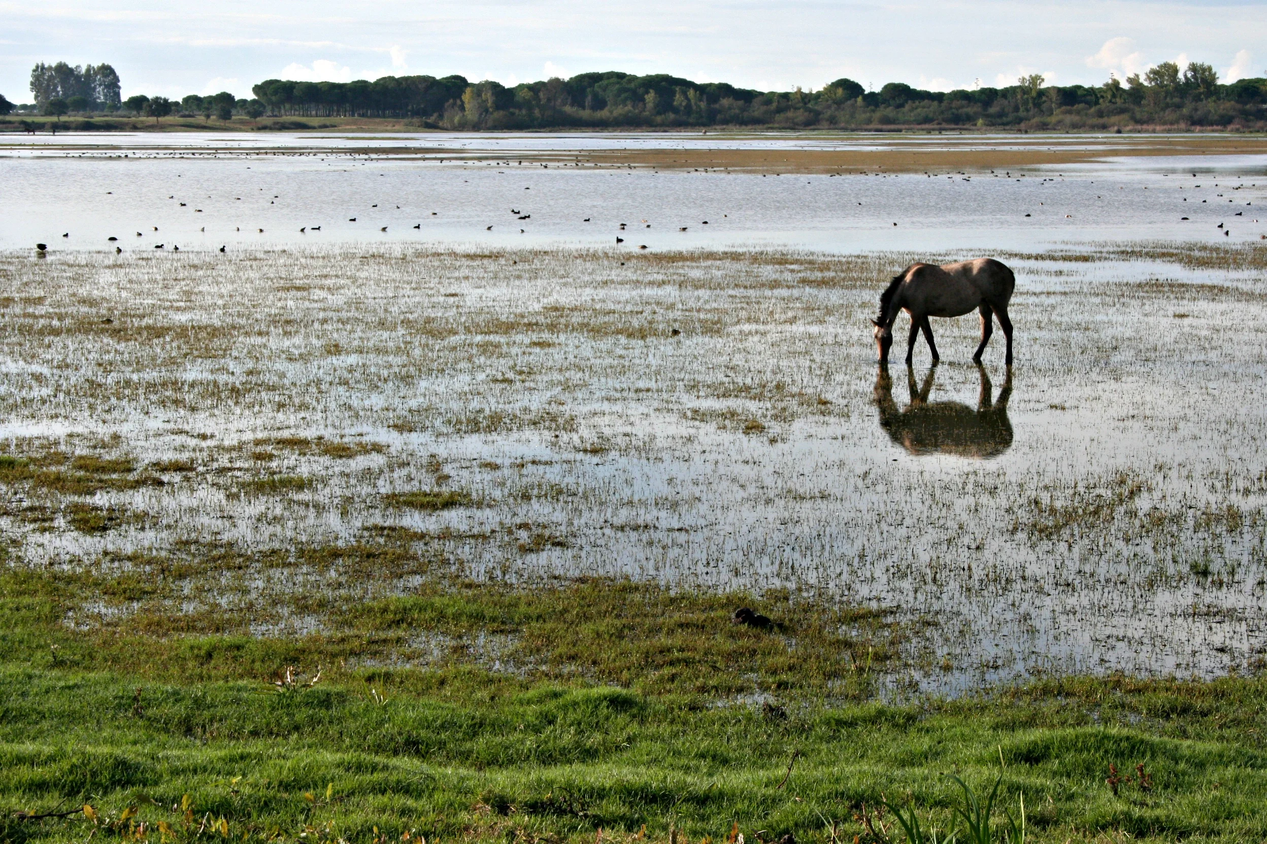 Salt marsh in El Rocío (Huelva, SW Spain)