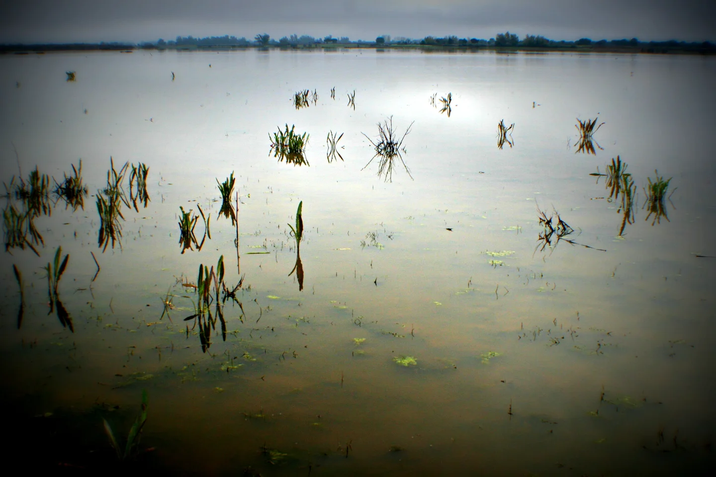 Wetland in Doñana, near El Rocío (SW Spain)