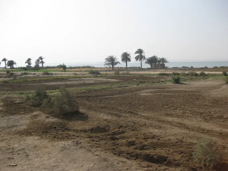 Sodic soil