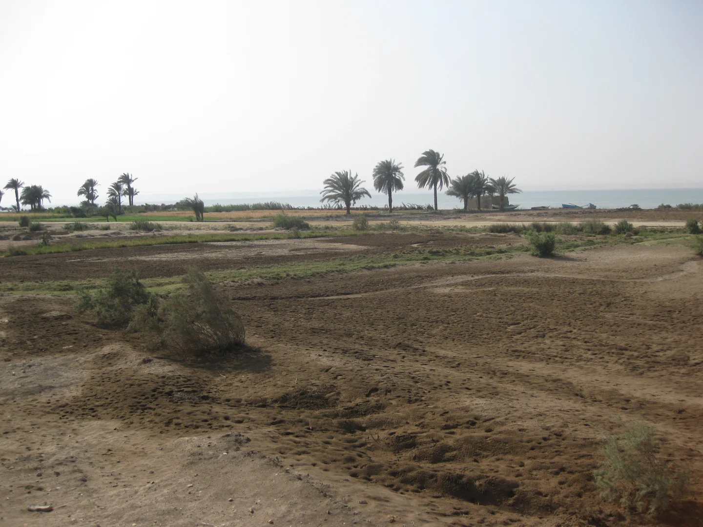 Sodic soil