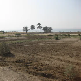 Sodic soil