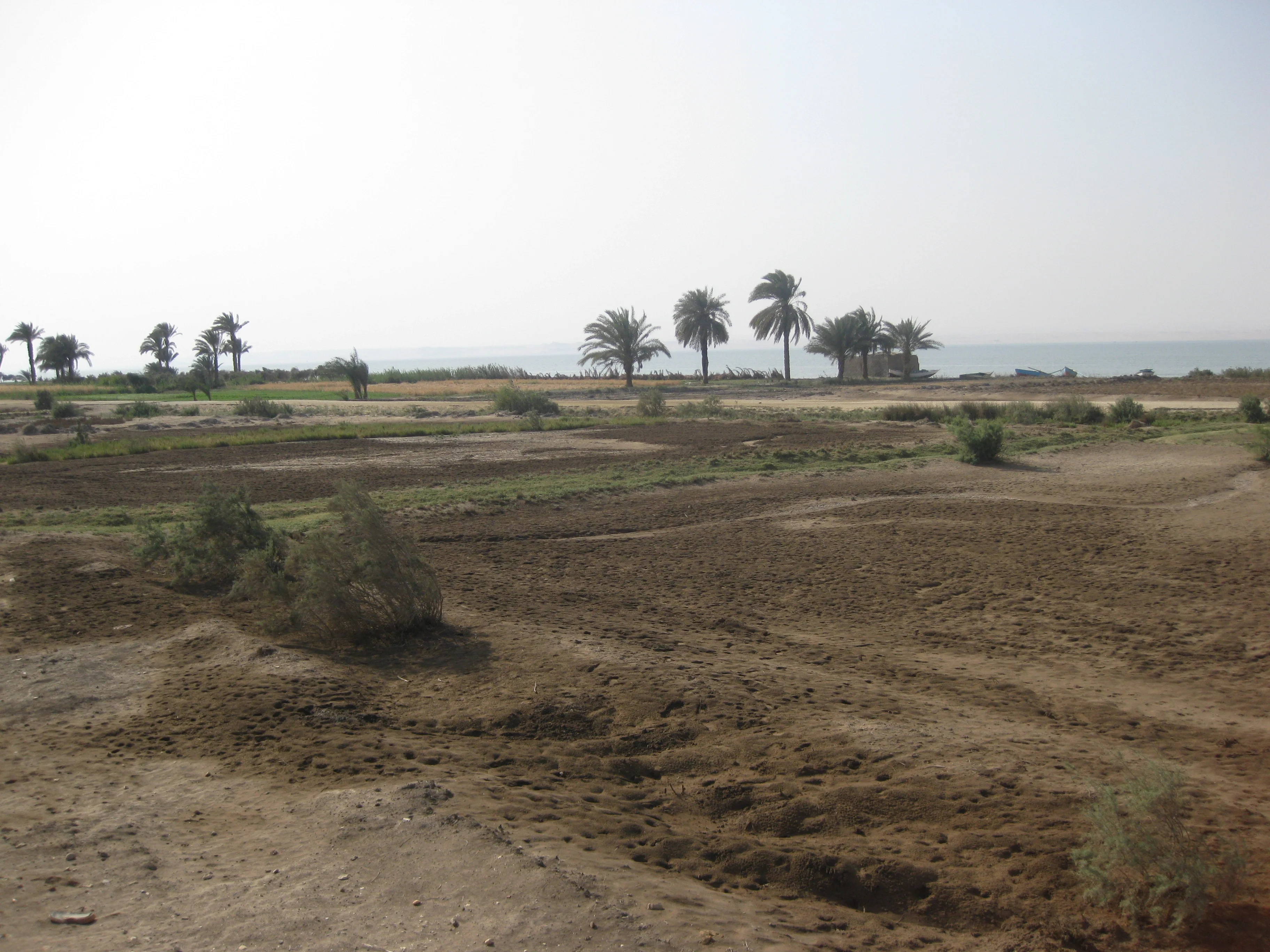 Sodic soil