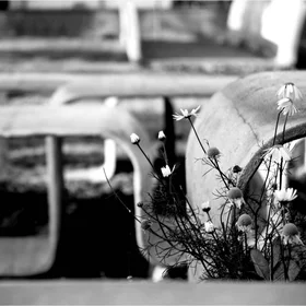 Blooming daisies 