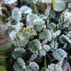 Morning frost