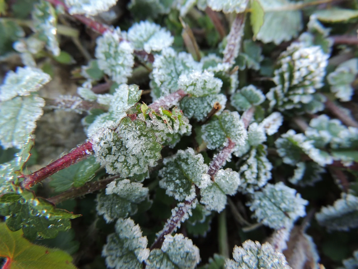 Morning frost