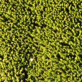 Moss