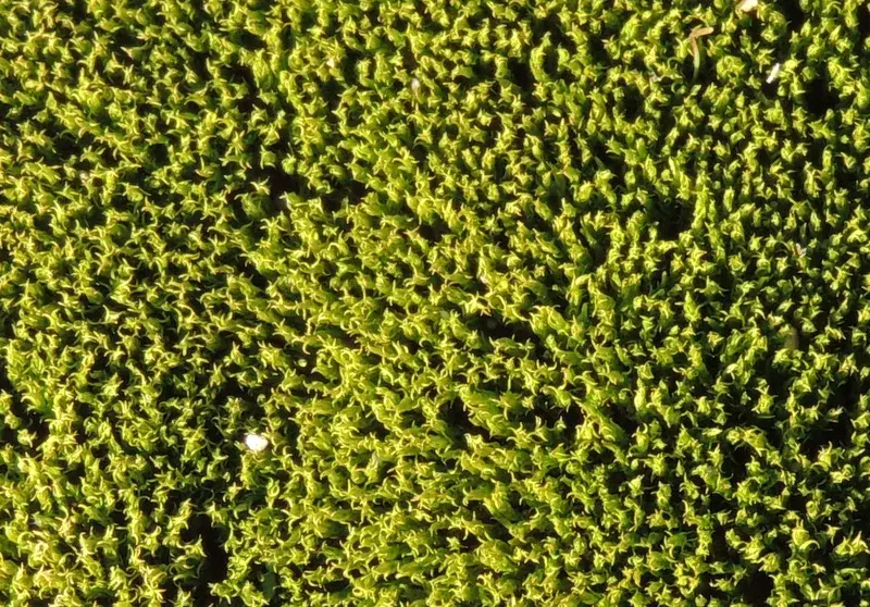 Moss