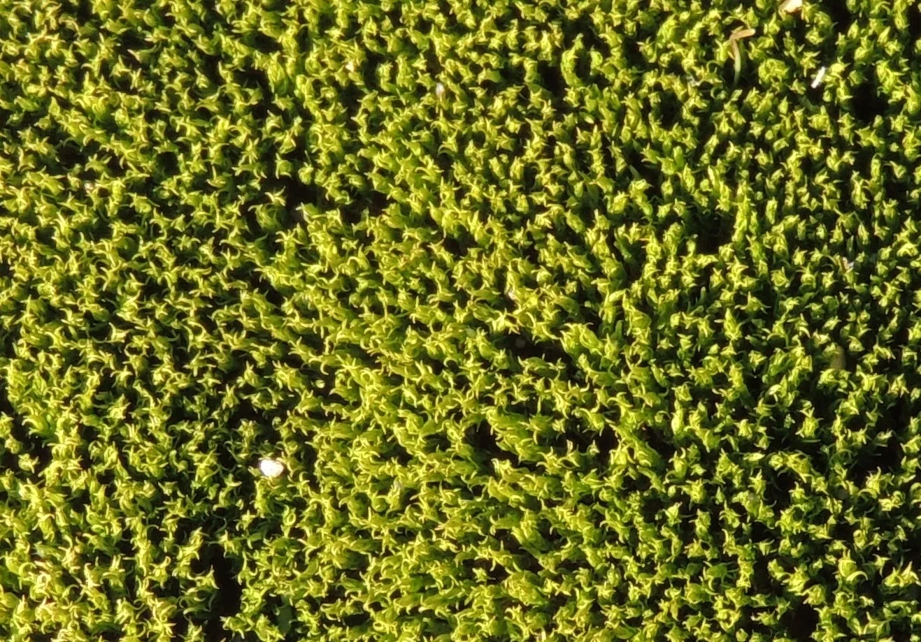 Moss