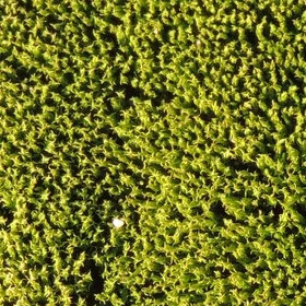 Moss