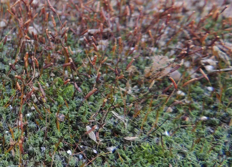 Moss sporophytes