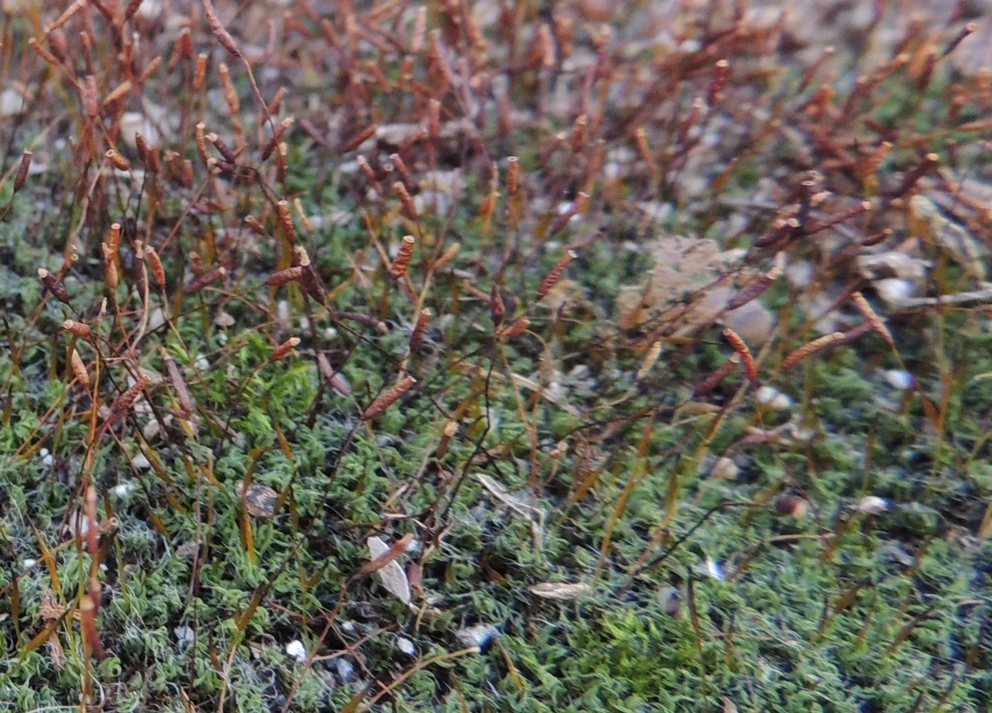Moss sporophytes