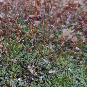 Moss sporophytes