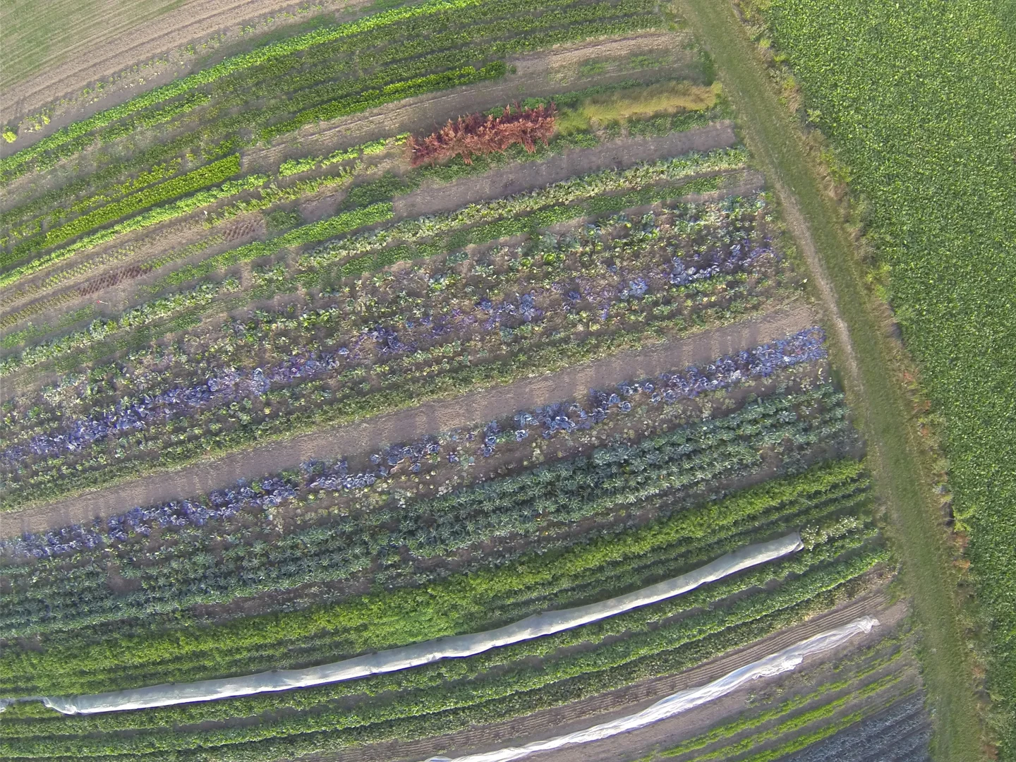 Organic Farming