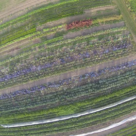 Organic Farming