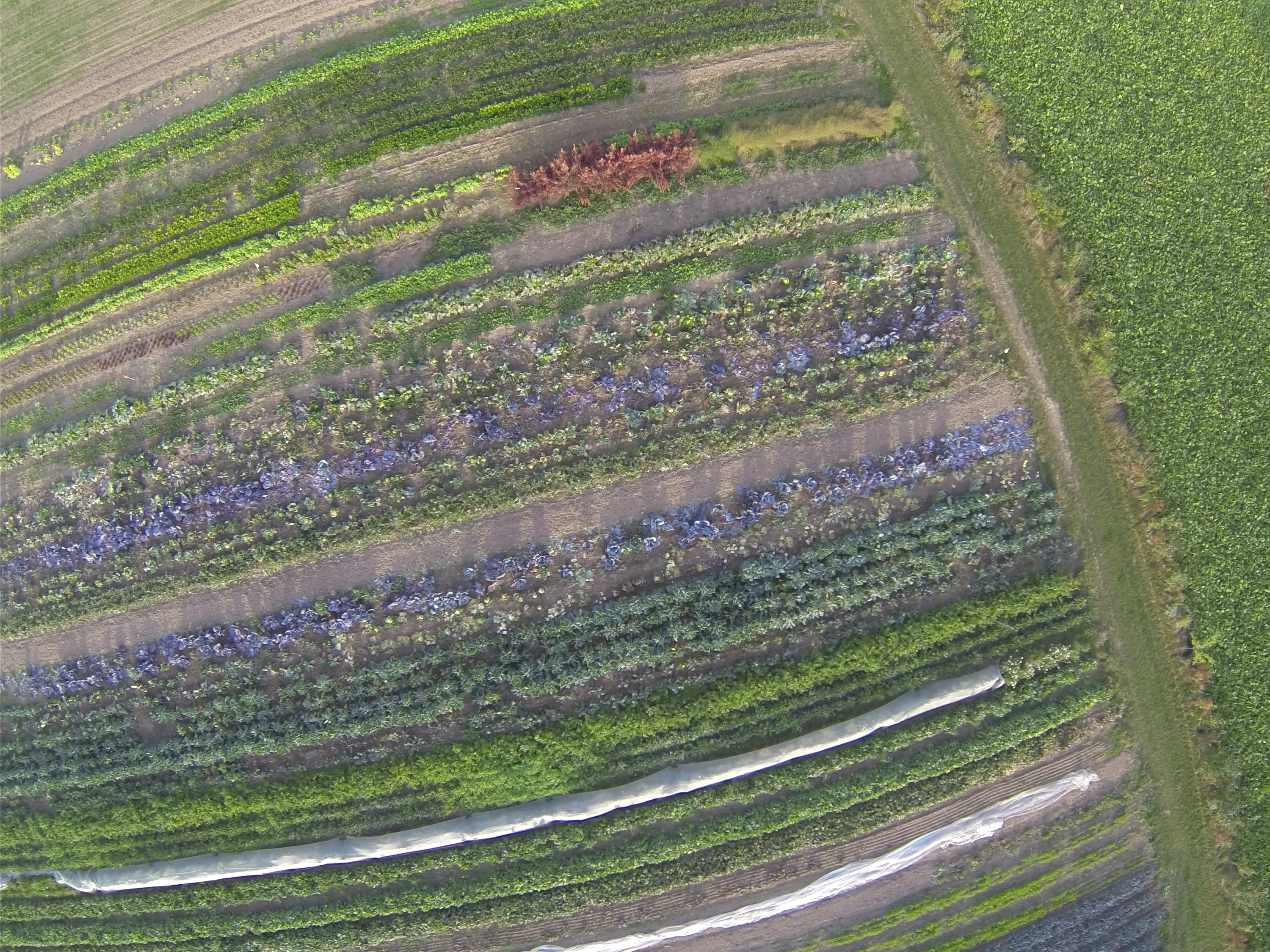 Organic Farming