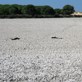 Dry salt marsh in Doñana (Doñana National Park, SW Spain)
