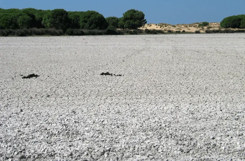 Dry salt marsh in Doñana (Doñana National Park, SW Spain)