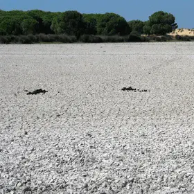 Dry salt marsh in Doñana (Doñana National Park, SW Spain)