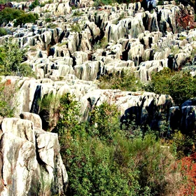 Stone forest (Cerro del Hierro)