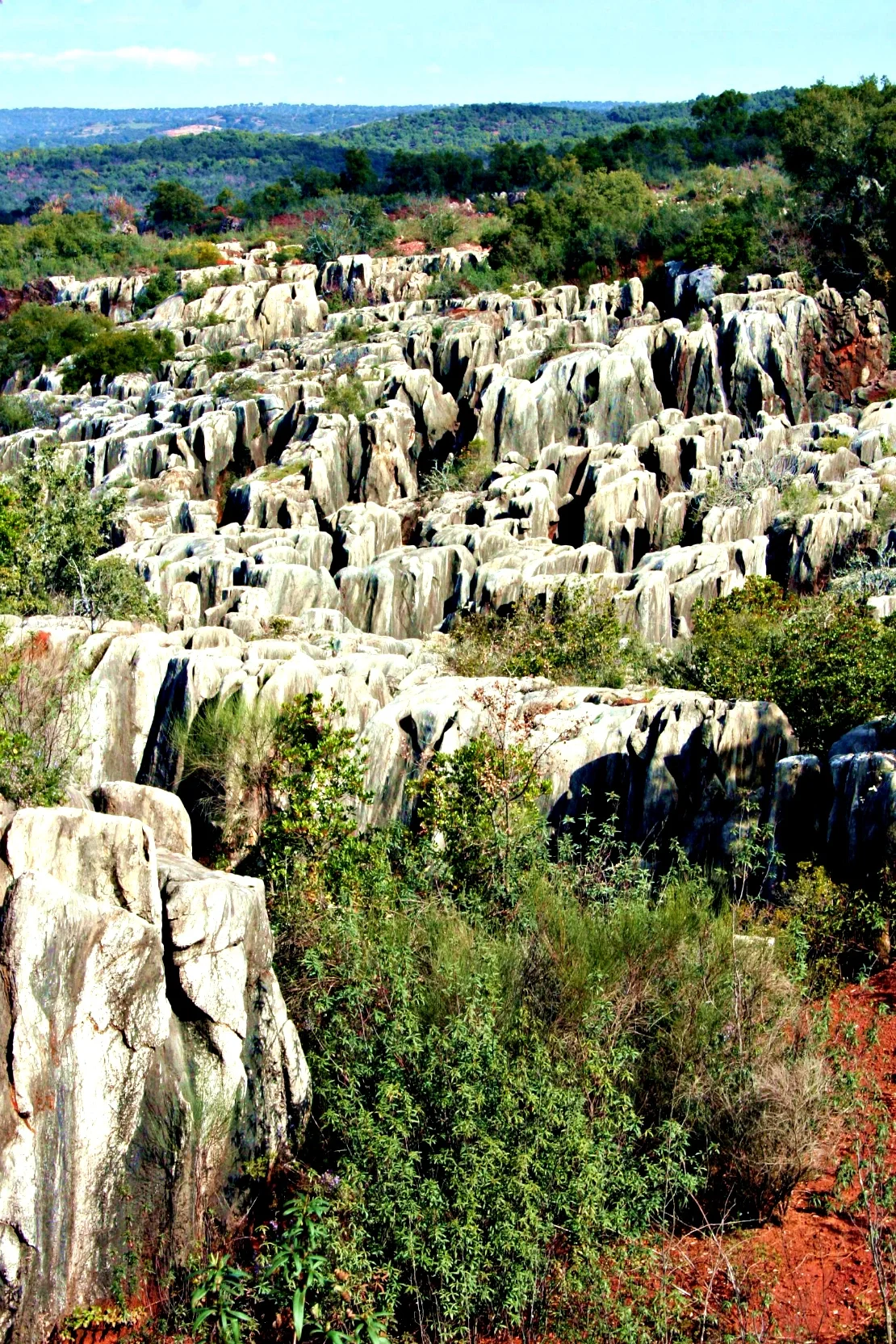 Stone forest (Cerro del Hierro)
