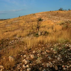 Burned soil