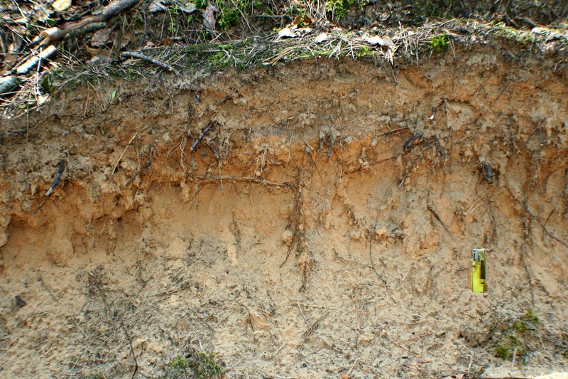 Sandy soil (Dzukija National Park)