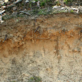 Sandy soil (Dzukija National Park)