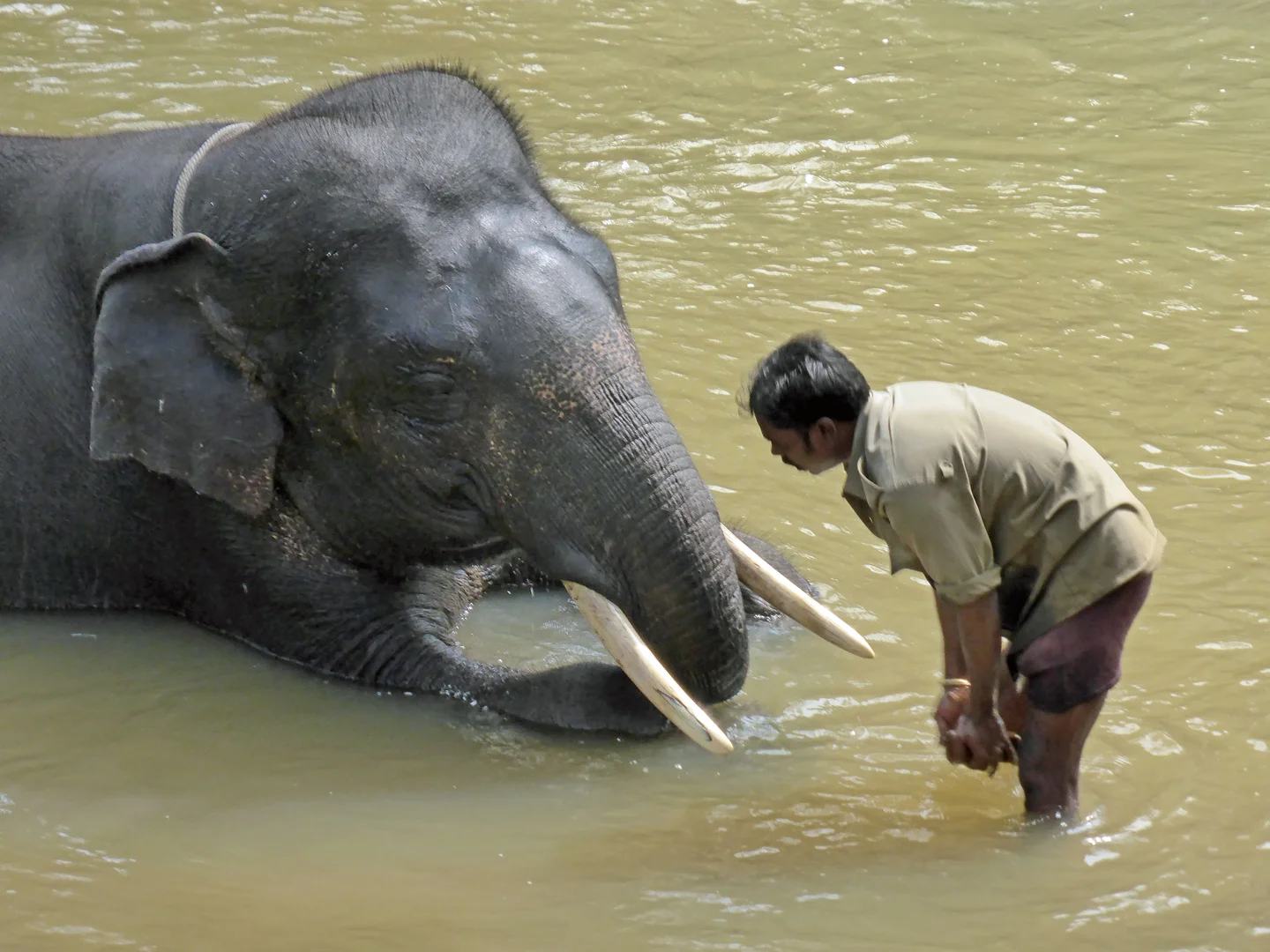 Elephant bath