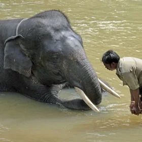Elephant bath