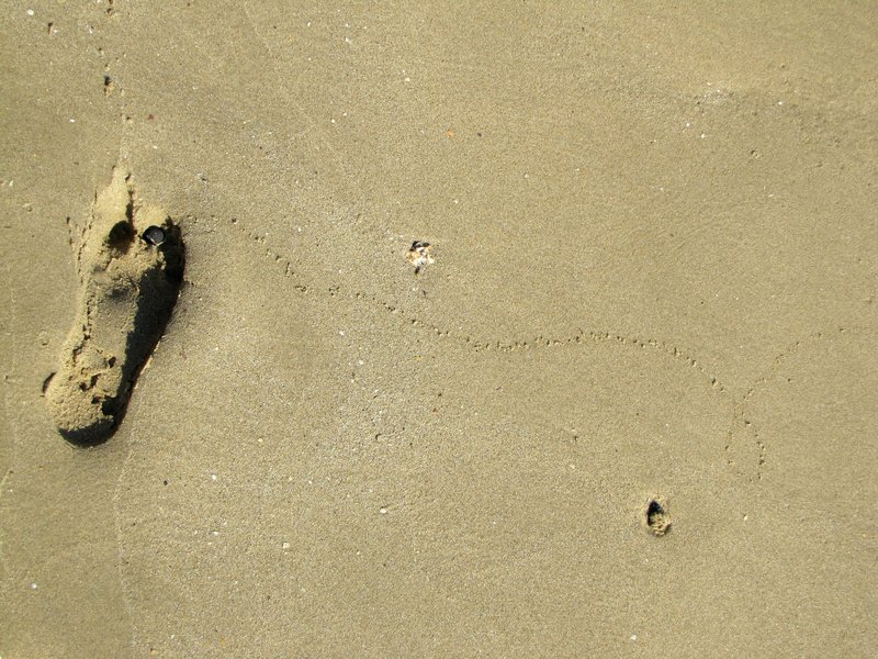 The Anthropocene