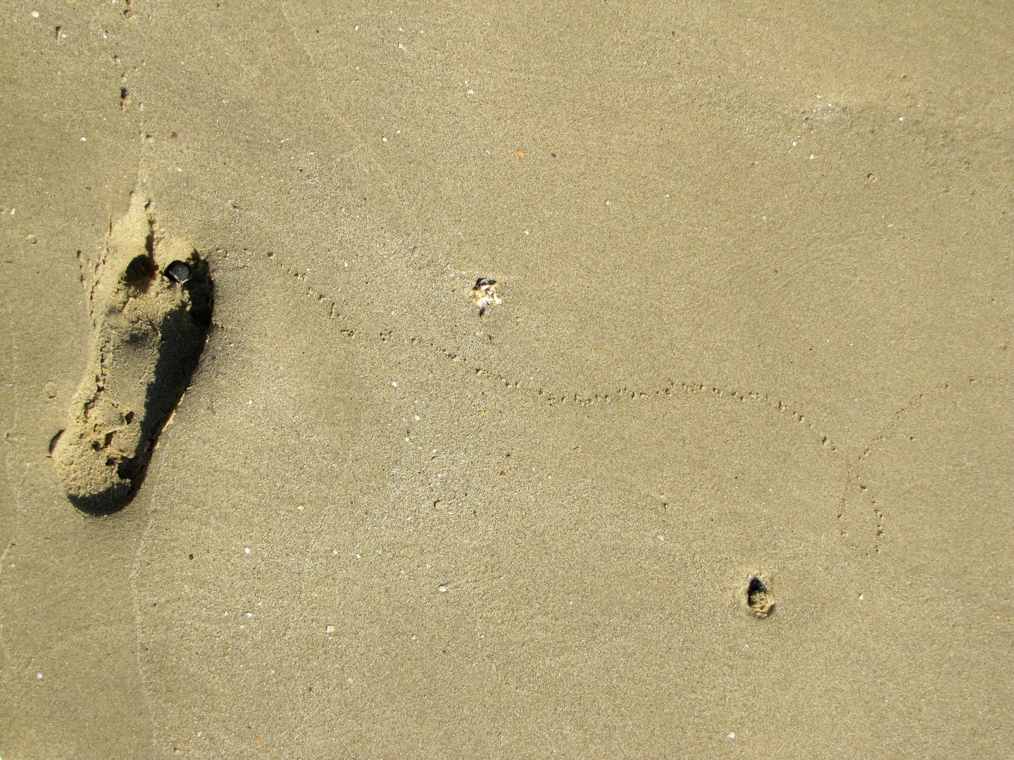 The Anthropocene