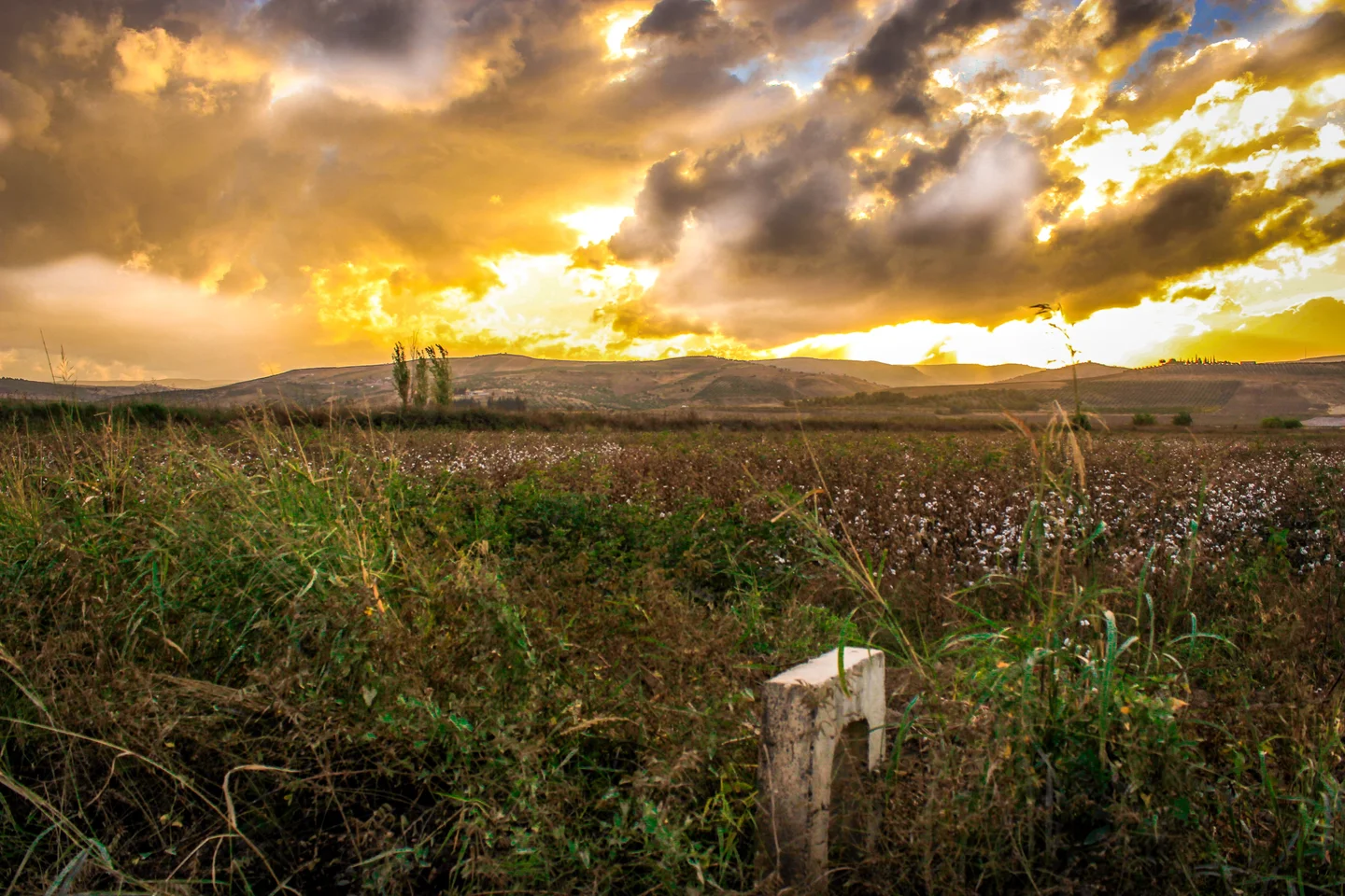 Syrian Fields