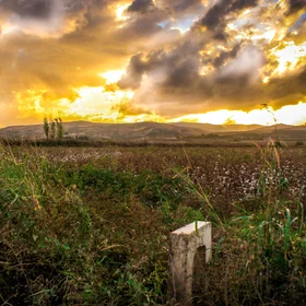 Syrian Fields