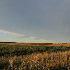 Russian field